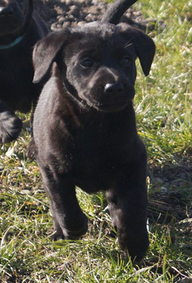 R-Kull 6 weeks